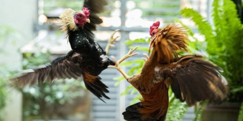 Những đặc điểm nổi bật của bồ gà cp3 là gì?