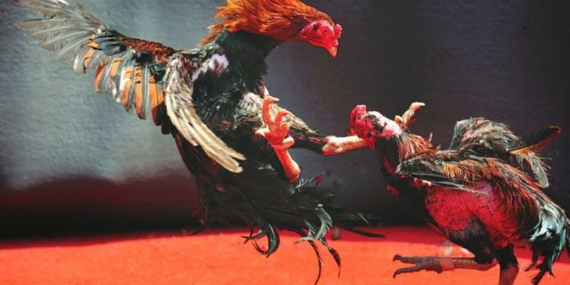 Giới thiệu tổng quát về bồ gà cp3 ở đâu - Chủ đề được nhiều người thắc mắc