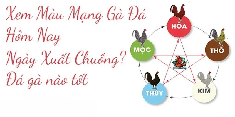Cách Xem Màu Gà Đá Tại Bj38