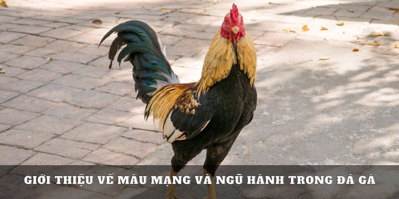 Nguyên lý của việc xem màu mạng chiến kê dựa trên ngũ hành