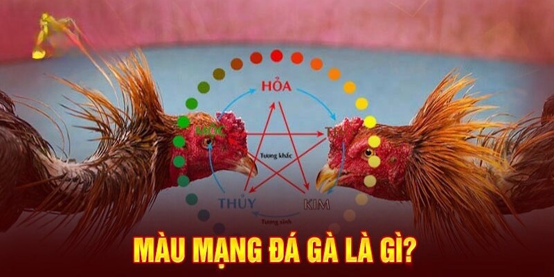 Tầm quan trọng của cách xem màu gà đá tại BJ38 là gì