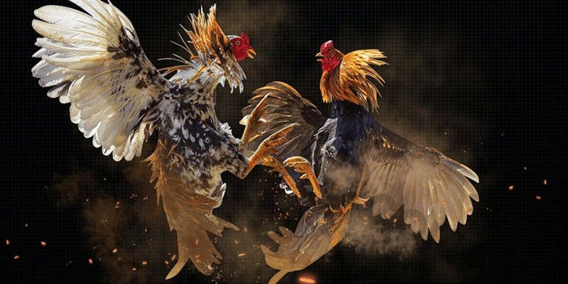 Đá gà 88 trực tiếp là gì?