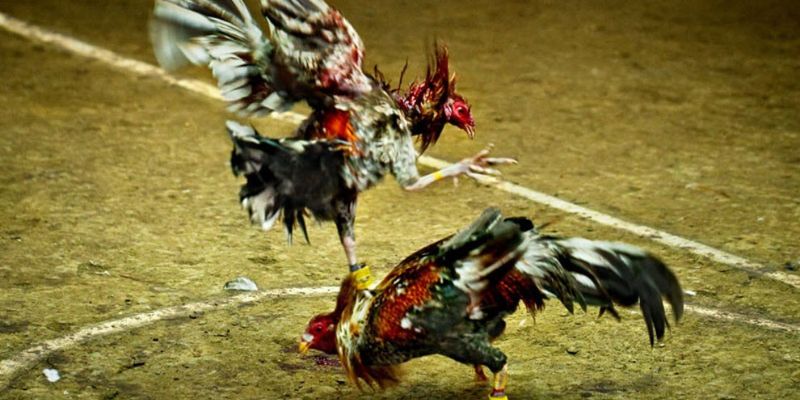 Ưu điểm nổi trội khi theo dõi trực tiếp đá gà 67