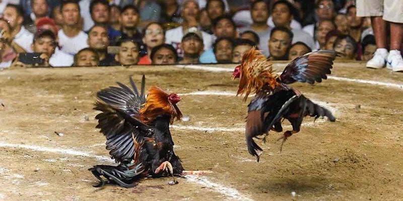 Khái niệm sảnh chơi đá gà Thomo 999 là gì?