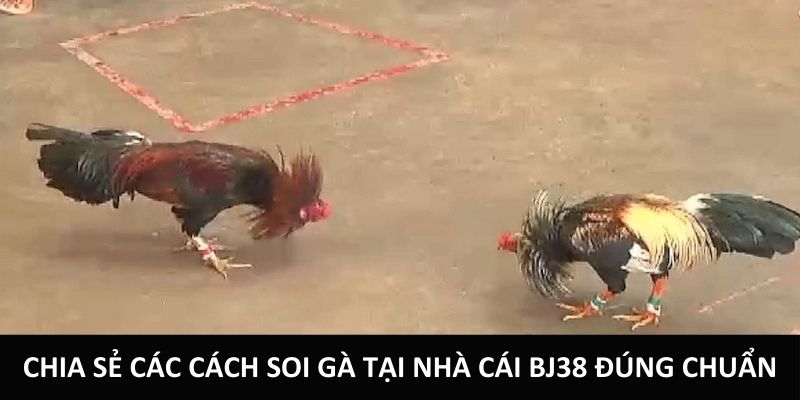 Chia sẻ các cách soi gà tại nhà cái BJ38 đúng chuẩn