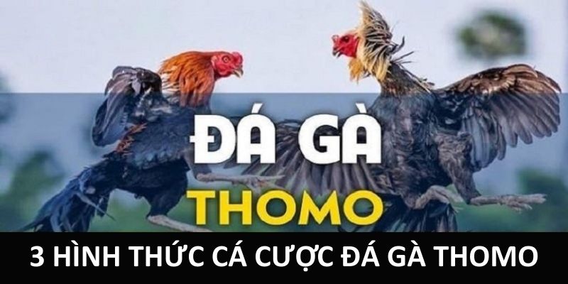 3 hình thức cá cược đá gà Thomo