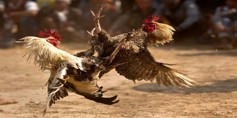 Giới thiệu địa chỉ xem đá gà trực tuyến tại đấu trường Thomo 