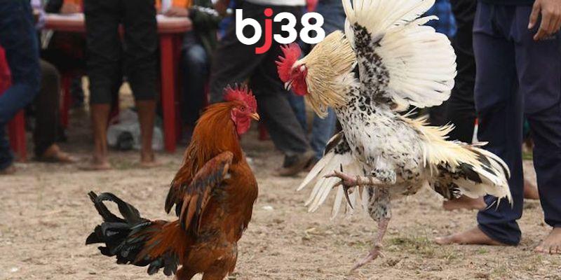 Đá gà bình luận viên là thuật ngữ dùng để chỉ những người chuyên nghiệp