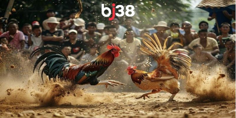 3 hình thức đá gà BJ38 hấp dẫn không thể bỏ qua