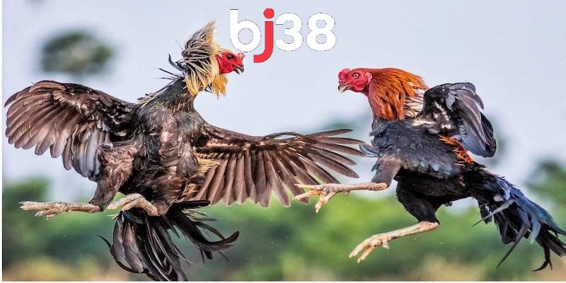 Trang đá gà còn có một hệ thống giao dịch đa dạng và an toàn