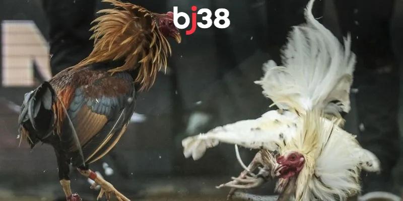 Trực tiếp đá gà thomo hôm nay c1 là giải đấu đá kê lớn