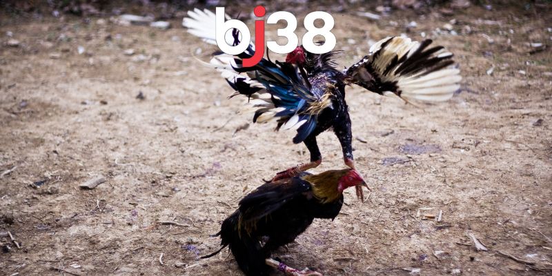 BJ38 là nhà cái cung cấp trải nghiệm xem đá gà trực tiếp hấp dẫn