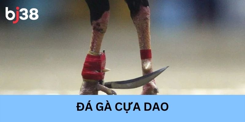 Đá gà cựa dao