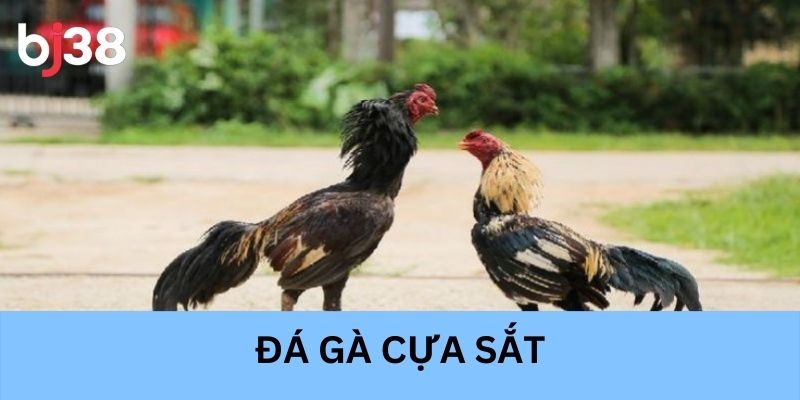 Đá gà cựa sắt