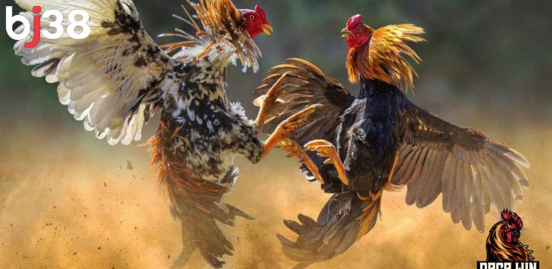 Tốc độ đường truyền ổn định, mượt mà là một ưu điểm nổi bật