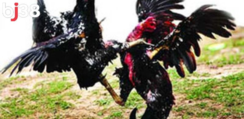 Trang đá gà Campuchia sở hữu âm thanh sống động, hình ảnh chất lượng