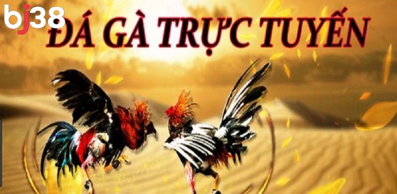 Trực tiếp đá gà Thomo ngày càng nhận được sự quan tâm của người hâm mộ