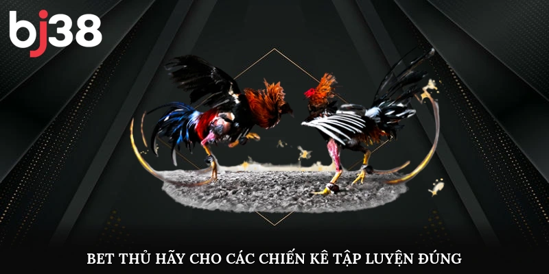 Bet thủ hãy cho các chiến kê tập luyện đúng