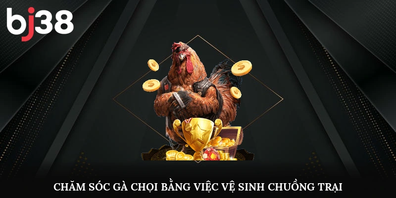 Chăm sóc gà chọi bằng việc vệ sinh chuồng trại