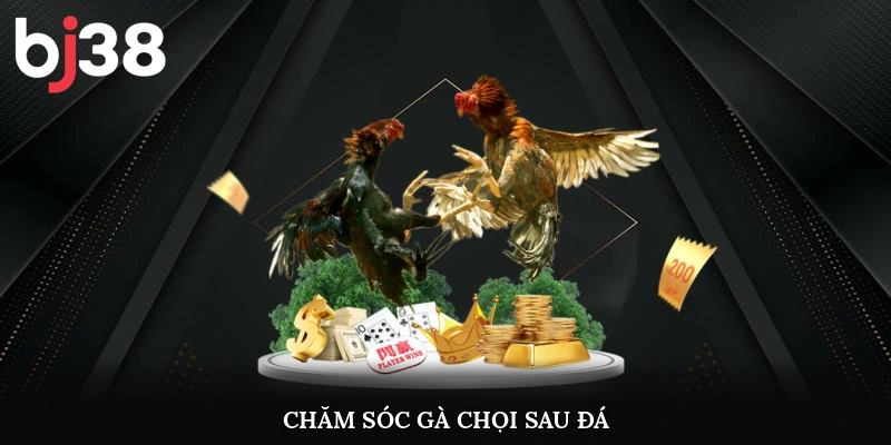 Chăm sóc gà chọi sau đá