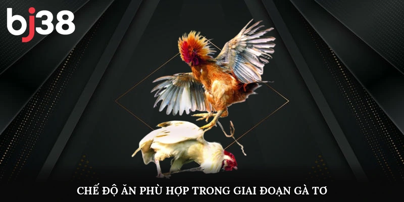 Chế độ ăn phù hợp trong giai đoạn gà tơ 