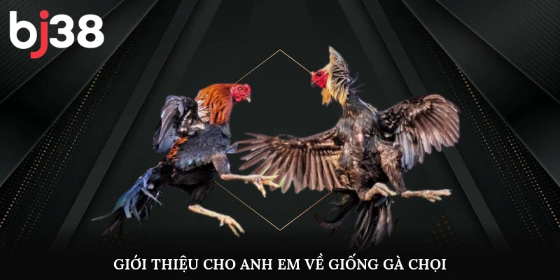 Giới thiệu cho anh em về giống gà chọi