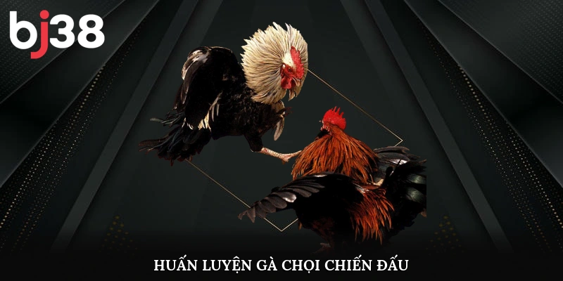 Huấn luyện gà chọi chiến đấu
