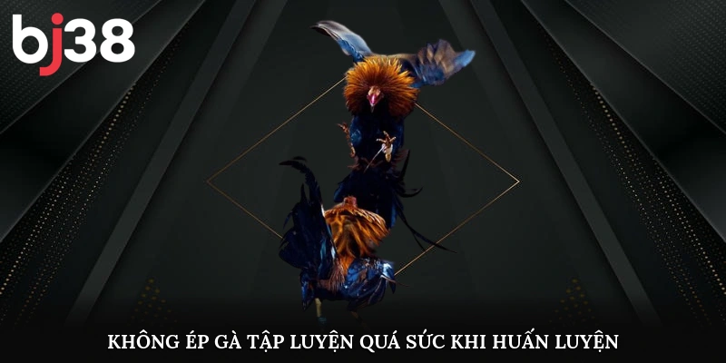 Không ép gà tập luyện quá sức khi huấn luyện
