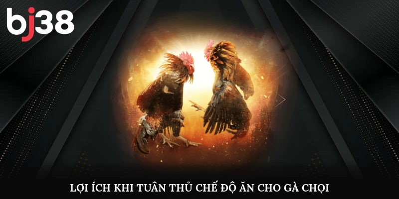 Lợi ích khi tuân thủ chế độ ăn cho gà chọi