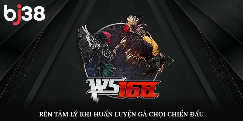 Rèn tâm lý khi huấn luyện gà chọi chiến đấu