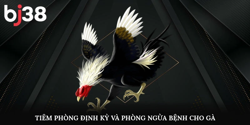 Tiêm phòng định kỳ và phòng ngừa bệnh cho gà