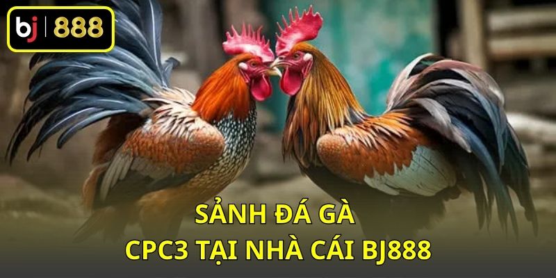 Sảnh đá gà CPC3 tại nhà cái BJ888