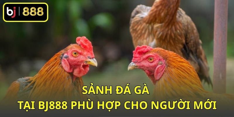 Sảnh đá gà tại BJ888 phù hợp cho người mới